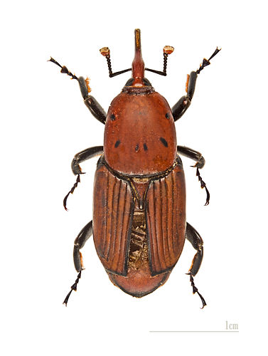 Rhynchophorus ferrugineus